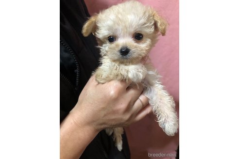 成約済の兵庫県のチワプー:チワワ×トイプードル-351560の3枚目