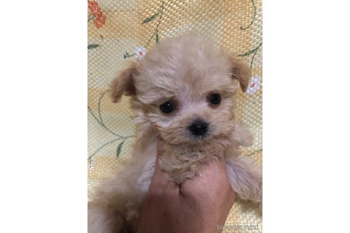 成約済の兵庫県のチワプー:チワワ×トイプードル-351560の5枚目