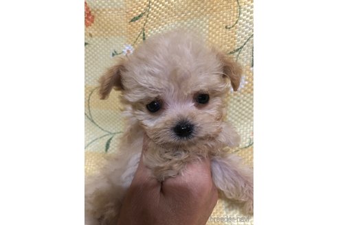 成約済の兵庫県のチワプー:チワワ×トイプードル-351560の1枚目