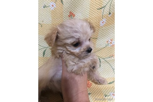 成約済の兵庫県のチワプー:チワワ×トイプードル-351560の2枚目