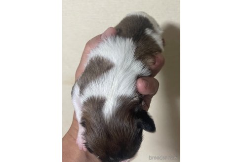 成約済の岡山県のパピヨン-352589の5枚目