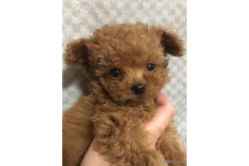 成約済の兵庫県のチワプー:チワワ×トイプードル-351561の1枚目