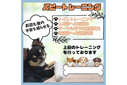成約済の静岡県のミニチュアダックスフンド(ロングヘアード)-345707の5枚目