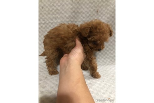 成約済の兵庫県のチワプー:チワワ×トイプードル-351561の6枚目
