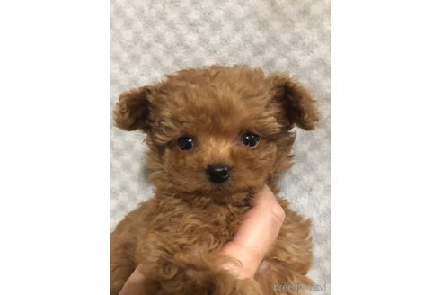 成約済の兵庫県のチワプー:チワワ×トイプードル-351561の8枚目