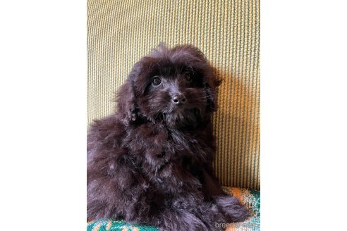 成約済の福岡県のミックス犬-352596の4枚目