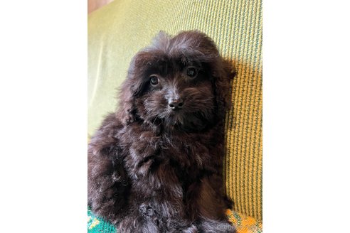 成約済の福岡県のミックス犬-352596の5枚目