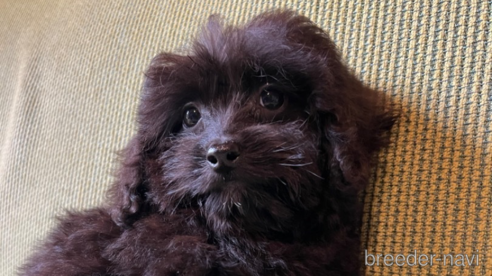 成約済の福岡県のミックス犬-352596の1枚目
