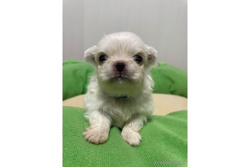 成約済の滋賀県のペキニーズ-350112の28枚目