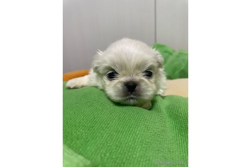 成約済の滋賀県のペキニーズ-350340の27枚目