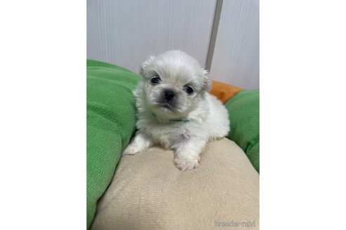 成約済の滋賀県のペキニーズ-350340の28枚目