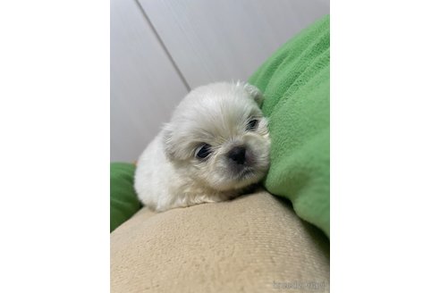 成約済の滋賀県のペキニーズ-350340の30枚目