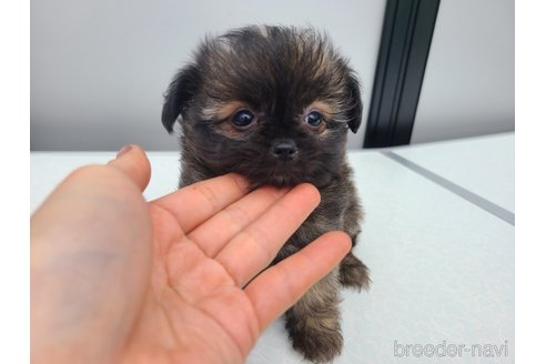 販売中の東京都のミックス犬-352609の18枚目