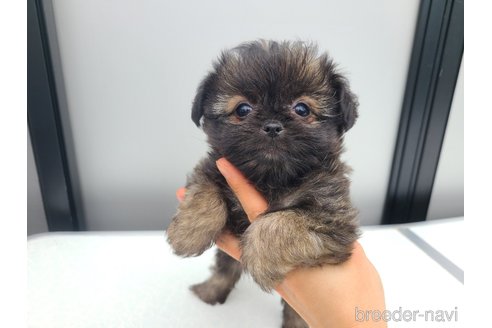 販売中の東京都のミックス犬-352609の17枚目