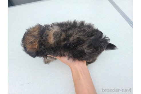 販売中の東京都のミックス犬-352609の16枚目
