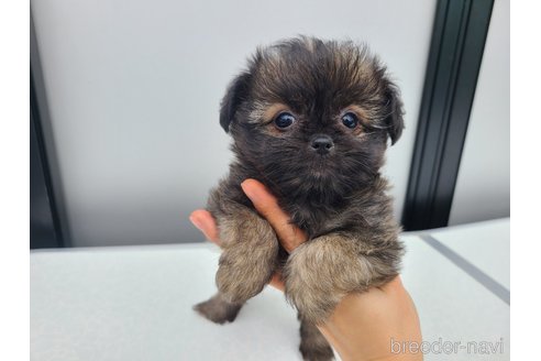 販売中の東京都のミックス犬-352609の14枚目