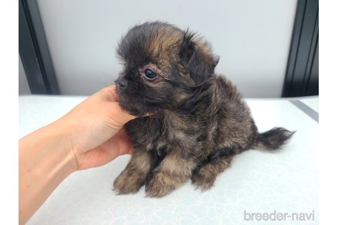販売中の東京都のミックス犬-352609の13枚目