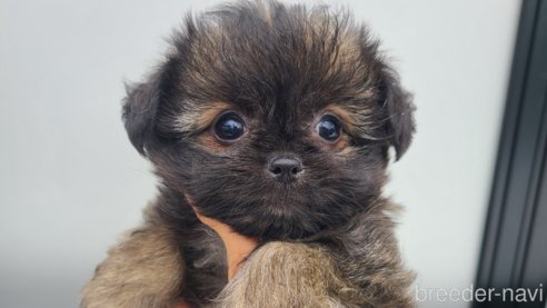 販売中の東京都のミックス犬-352609の12枚目