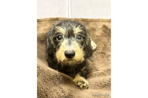 成約済の愛知県のカニンヘンダックスフンド(ワイヤーヘアード)-352627の1枚目