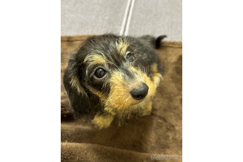 成約済の愛知県のカニンヘンダックスフンド(ワイヤーヘアード)-352627の8枚目