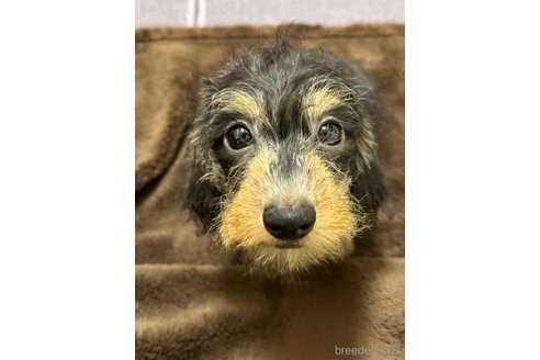 成約済の愛知県のカニンヘンダックスフンド(ワイヤーヘアード)-352627の5枚目