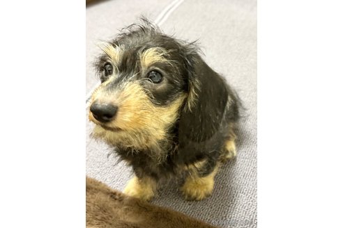 成約済の愛知県のカニンヘンダックスフンド(ワイヤーヘアード)-352627の4枚目