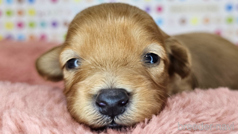 成約済の愛知県のミックス犬-349811の25枚目