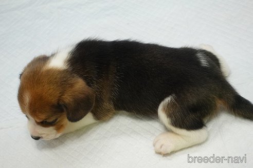 成約済の愛知県のビーグル-352634の8枚目