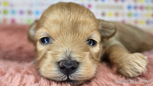 成約済の愛知県のミックス犬-349830の40枚目