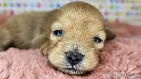 成約済の愛知県のミックス犬-349830の39枚目