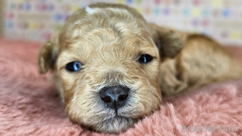 成約済の愛知県のミックス犬-349831の41枚目