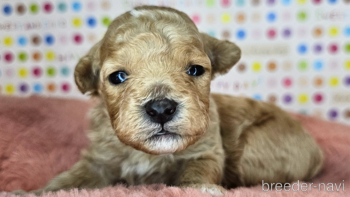 成約済の愛知県のミックス犬-349831の40枚目