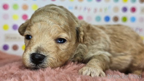 成約済の愛知県のミックス犬-349817の23枚目