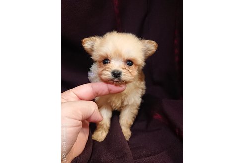 成約済の鹿児島県のポメプー:ポメラニアン×トイプードル-347987の1枚目