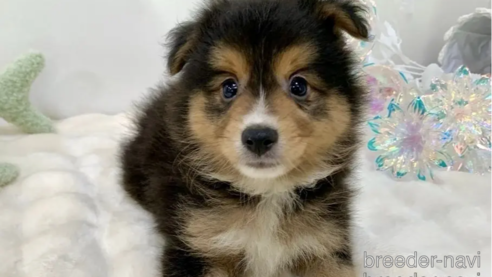 成約済の東京都のミックス犬-352181の5枚目