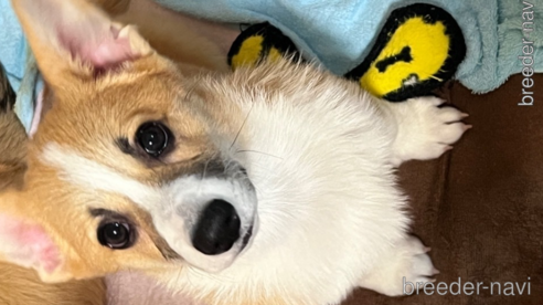 販売中の愛知県のウェルシュコーギーペンブローク-346919の5枚目