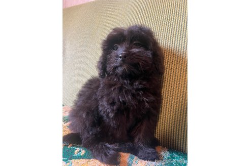 成約済の福岡県のミックス犬-352596の3枚目