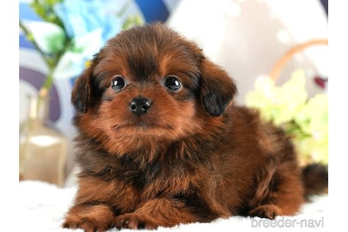 成約済の茨城県のポメプー:ポメラニアン×トイプードル-352663の8枚目