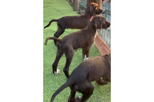 成約済の熊本県のミックス犬-347316の2枚目
