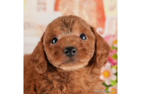 成約済の茨城県のトイプードル-352673の1枚目