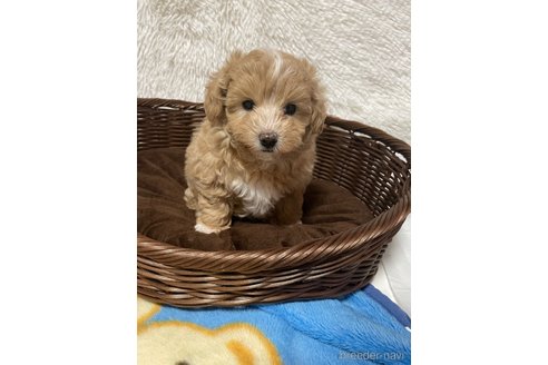 成約済の茨城県のミックス犬-352684の6枚目