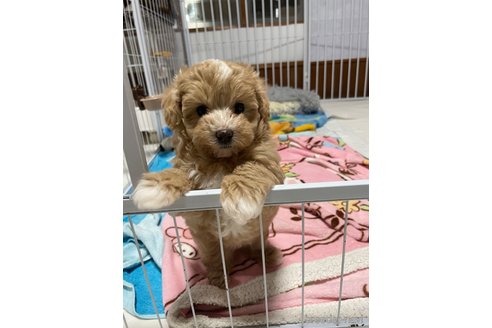 成約済の茨城県のミックス犬-352684の7枚目