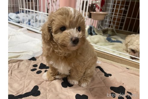 成約済の茨城県のミックス犬-352684の5枚目