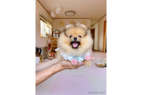 成約済の岐阜県のポメラニアン-346041の16枚目