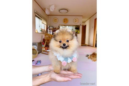 成約済の岐阜県のポメラニアン-346041の6枚目