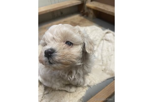 成約済の栃木県のマルプー:マルチーズ×トイプードル-344599の3枚目
