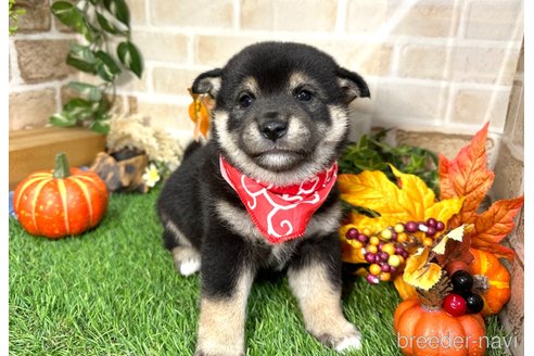 成約済の愛知県の柴犬-348527の4枚目
