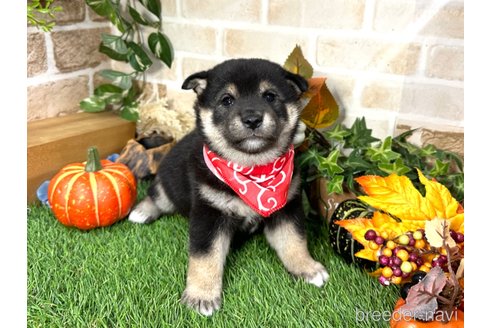 成約済の愛知県の柴犬-348527の3枚目