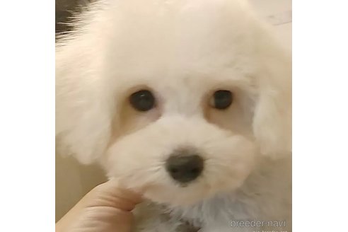 成約済の愛知県のビションフリーゼ-347961の1枚目
