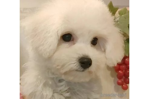成約済の愛知県のビションフリーゼ-347961の9枚目